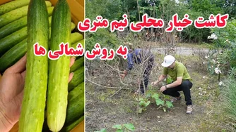 آموزش کاشت خیار محلی به سبک شمالی‌ها
