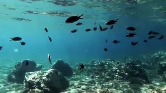 نسیم‌های همه گوشی - یک آهنگ آرامش‌بخش مانند باد لطیف شامی.