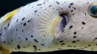 به سرعت با صداهای آرامش‌بخش بخوابید