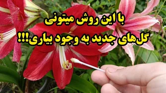 راهنمای تولید گل با رنگ جدید و متفاوت از طریق گرده افشانی دستی