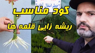 استفاده از کود مناسب برای ریشه زایی گیاهان در قلمه‌های لاوسون و دیگر قلمه‌ها