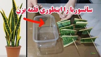 جادویی: تکثیر گیاه سانسوریا در آب بدون نیاز به خاک!