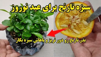 راهنمای کاشت سبزه نارنج برای سفره هفت سین عید نوروز / روش سریع کاشت سبزه ن