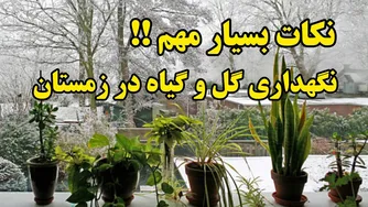 مراقبت از گل و گیاهان در زمستان: راهنمایی‌های اساسی