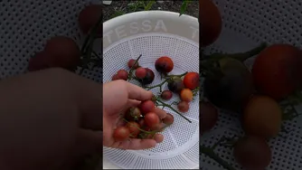 چگونه گوجه گیلاسی شکلاتی برداشت کنیم؟ ♥️🤗