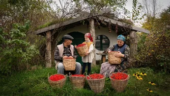 برداشت و تهیه مربای زرشک وحشی 🍒🌿
