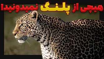 چرا و چگونه پلنگ‌ها به آدم‌خوار تبدیل شدند؟