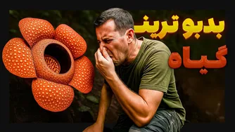 چرا این گل، بدبوترین و محبوب‌ترین انگل دنیاست؟