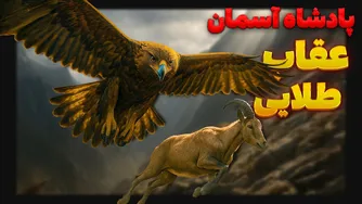 آیا عقاب‌ها، نسل زنده‌ای از دایناسورها هستند؟
