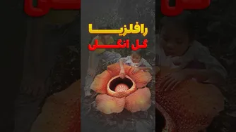 رازهای نادر بودن و خاص بودن رافلزیا