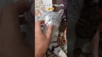 واکنش خنده‌دار بچه‌ها به دیدن گربه‌ها🤣