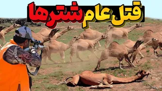 داستان شگفت‌انگیز شترهای رهاشده در بیابان