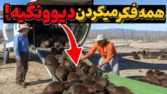 یک سال پس از رهاییشان: معجزه‌ای برای صدها سگ‌آبی در بیابان!