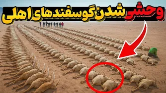 گوسفندهایی که در جزیره رها شدند؛ ۵۰ سال بعد چه اتفاقی افتاد؟