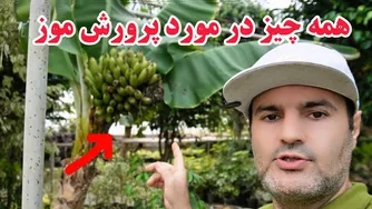 آموزش جامع کاشت و تکثیر موز 🍌 | از جدا کردن پاجوش‌ها تا روش برداشت