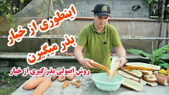 چگونه بذر خیار محلی بگیریم؟ | از برداشت تا خشک کردن و جداسازی بذرهای سالم 🌱