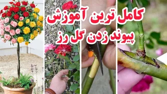 آموزش پیوند زدن گل رز از صفر تا صد
