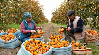 آخرین برداشت خرمالو در سال 🍊 + شیرینی پزی دنج پاییزی 🍂