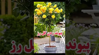 آموزش پیوند زدن گل رز در باغبانی