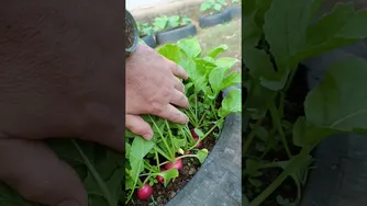 تجربه کاشت سبزیجات در لاستیک ماشین به مدت کوتاه #باغبانی