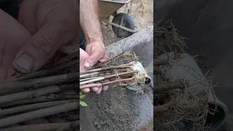 نتایج شگفت‌انگیز قلمه زدن گیاه پیچ گلیسین | باغبانی با منصوری گل