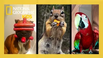 مجموعه کامل از کارهای جالب حیوانات هاوی ماندل | @natgeokids