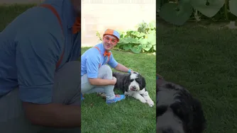 آشنایی با پت جدید بی‌لیپی: بادی، سگ ترفندها🐶