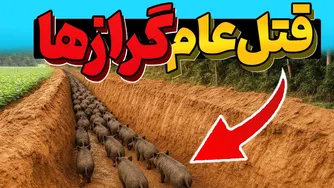 برای مقابله با گرازهای وحشی خندق حفر کردند؛ نتیجه‌ای شوکه‌کننده!