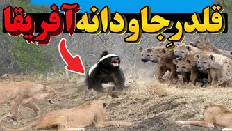 حرکت حیرت‌انگیز نترس‌ترین حیوان بیابان‌های آفریقا که همه را شوکه کرد