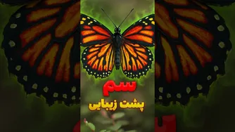 راز رنگ‌های بال پروانه: چطور به بقا کمک می‌کنند؟