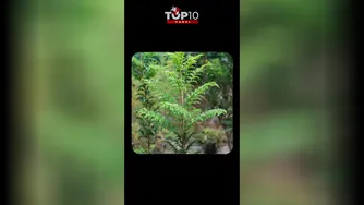 موجودی که هنوز در زمان ماموت‌ها زندگی می‌کند