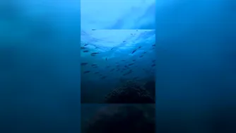 Underwater Drones?! 🤯🌊🤿 | Best Job Ever | @natgeokids