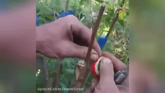 پیوند هلو