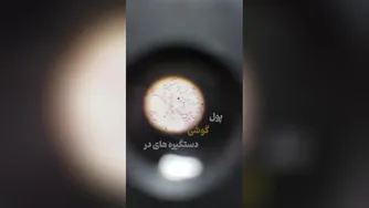 مراغبی؟