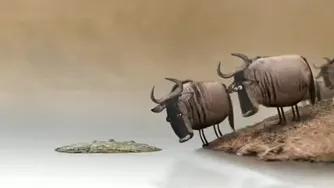 عاقبت بحث کردن با احمق فقط آخرش دیدنیه😅😅😅😅