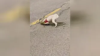 سگه چرا اینجوری کرد؟واکنش خانومه🤣🤣🤣🤣🤣😋