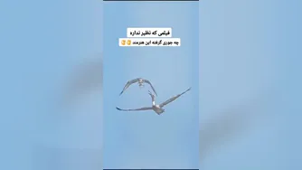 فیلمی از طبیعت که نظیر نداره 😍😍😍😍😍