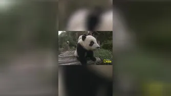 Two Panda Bears Song! 🐼🎵🐼 | Party Animals | @natgeokids