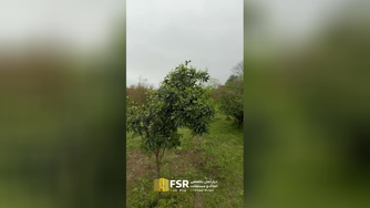 خرید زمین در نوشهر