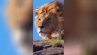 انگیزشی