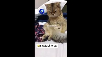 روز 21 قرنطینه