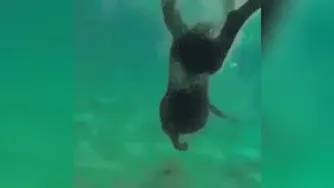 سگ شکارچی
