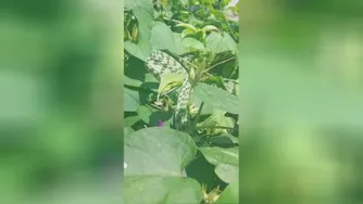 ماری خطرناک و مهارت در استتار