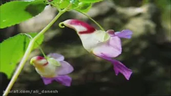 زیباترین گل‌های جهان