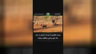 حیوانات