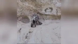 شکار جوجه توسط قرقی