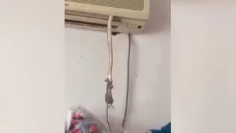 حیوانات خزنده در کولر گازی خانه