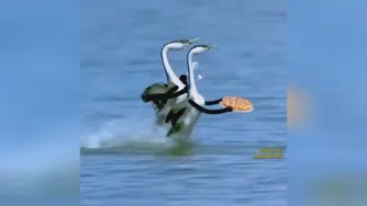 پبتزاخوردن لک لکها