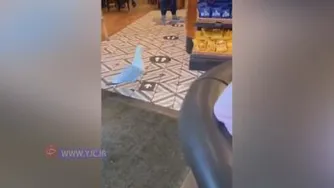 لحظه سرقت مرغ دریایی ازکافی شاپ