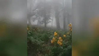ببینید بسیار زیبا